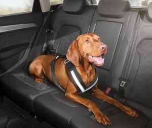 Ремень безопасности для собаки Audi размер S